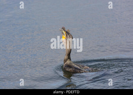 Doppia di cormorani crestato inghiottire un pesce in Everglades Foto Stock