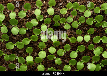 Serra fiore sollevata piantine, Mildura, Victoria, Australia. Foto Stock