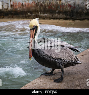 Pelican sul molo dell'isola di Cozumel Foto Stock