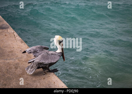 Pelican sul molo dell'isola di Cozumel Foto Stock