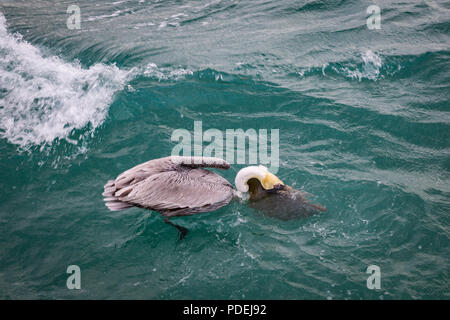 Pelican sul molo dell'isola di Cozumel Foto Stock