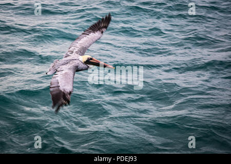 Pelican sul molo dell'isola di Cozumel Foto Stock