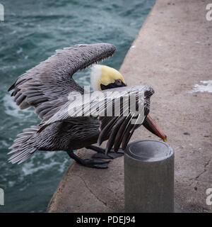 Pelican sul molo dell'isola di Cozumel Foto Stock