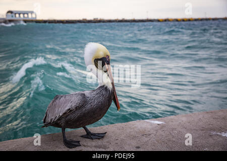 Pelican sul molo dell'isola di Cozumel Foto Stock