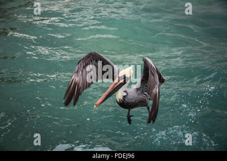 Pelican sul molo dell'isola di Cozumel Foto Stock