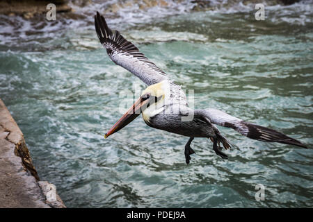 Pelican sul molo dell'isola di Cozumel Foto Stock