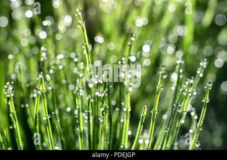 Steli di equiseto con gocce di rugiada e bokeh bella mattinata estiva Foto Stock