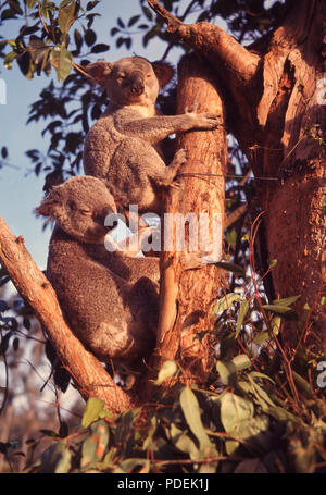 Anni sessanta, due koala in appoggio in una struttura ad albero, Lone Pine Koala Sanctuary, Brisbane, Australia, il mondo il primo e il più grande Santuario dei Koala stabilito nel 1927. Poiché il animial veniva cacciato per la sua pelliccia e il suo habitat naturale è stata distrutta da agricoltura e urbanizzazione, santuari erano stabilita tp proteggere l'animale che è nativo di Australia. Foto Stock