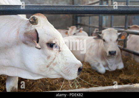 Vacche bianco all'interno di un fienile sulla fattoria organica in italia Foto Stock