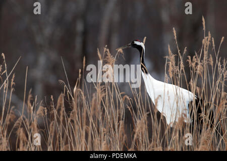 Gru giapponese, rosso-crowned crane (Grus japonensis) , Giappone Foto Stock