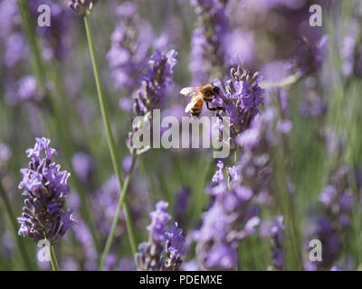 Api mellifere avanzamento sul campo di lavanda in Provenza, nel sud della Francia Foto Stock