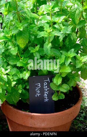 Tashkent forte di menta menta verde menta spicata Tashkent pianta di erba che cresce in un vaso in terracotta Foto Stock