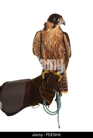 Tenendo un Peregrin Falcon e in studio Foto Stock