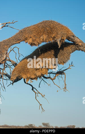 Socievole Weaver Bird: Philetairus socius. Etosha, Namibia. Nido. Foto Stock