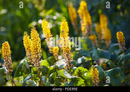 Ligularia Przewalskii giallo pianta floreale in tra il verde delle foglie illuminate dal ritardo di retroilluminazione su un caldo giorno d'estate. Foto Stock