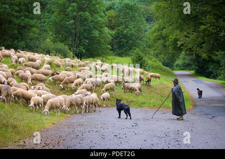 OBERPFALZ, Baviera, Germania - luglio 6, 2009: un pastore e i suoi due cani mente il loro gregge su un pendio erboso in un giorno di pioggia in una orizzontale pastorale Foto Stock