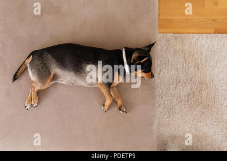 Carino femmina cane Chihuahua in un momento di relax a casa sul divano Foto Stock