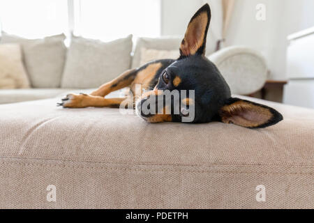 Carino femmina cane Chihuahua in un momento di relax a casa sul divano Foto Stock