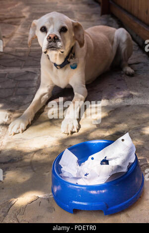 'Dog mangiato i miei compiti' scusa, STATI UNITI D'AMERICA Foto Stock