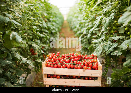 Woden caselle con pomodori rossi pronti per la vendita in serra Foto Stock