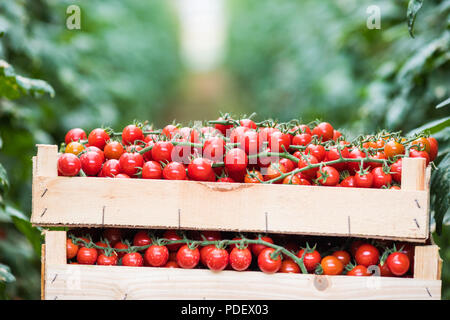 Casella di grappoli di pomodori ciliegini in serra Foto Stock