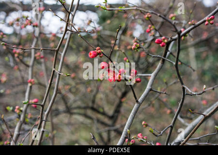 Mela cotogna pianta con frutti maturi, chaenomeles speciosa rosacee Foto Stock