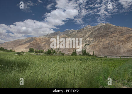 Campi di grano nel Wakhan Valley con l'Afghanistan Hindu Kush dietro, Langar, Tagikistan Foto Stock