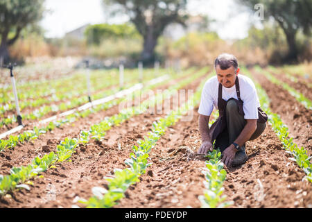 Un giovane uomo in uniforme lavora in una serra. Il lavoratore guarda le piante. Foto Stock