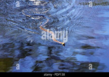 Un comune watersnake è mostrato il nuoto nel nord lago Flowage su maggio 15, 2018 a Fort McCoy, Wis. diverse specie di serpenti si trovano sull'installazione. Gestione della fauna selvatica a Fort McCoy è completata dalla Direzione dei Lavori Pubblici divisione ambientale delle risorse naturali filiale. Foto Stock