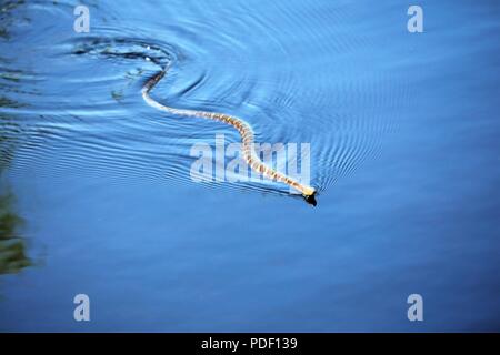 Un comune watersnake è mostrato il nuoto nel nord lago Flowage su maggio 15, 2018 a Fort McCoy, Wis. diverse specie di serpenti si trovano sull'installazione. Gestione della fauna selvatica a Fort McCoy è completata dalla Direzione dei Lavori Pubblici divisione ambientale delle risorse naturali filiale. Foto Stock