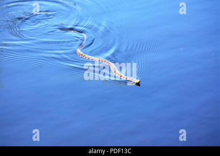 Un comune watersnake è mostrato il nuoto nel nord lago Flowage su maggio 15, 2018 a Fort McCoy, Wis. diverse specie di serpenti si trovano sull'installazione. Gestione della fauna selvatica a Fort McCoy è completata dalla Direzione dei Lavori Pubblici divisione ambientale delle risorse naturali filiale. Foto Stock