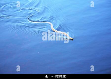 Un comune watersnake è mostrato il nuoto nel nord lago Flowage su maggio 15, 2018 a Fort McCoy, Wis. diverse specie di serpenti si trovano sull'installazione. Gestione della fauna selvatica a Fort McCoy è completata dalla Direzione dei Lavori Pubblici divisione ambientale delle risorse naturali filiale. Foto Stock