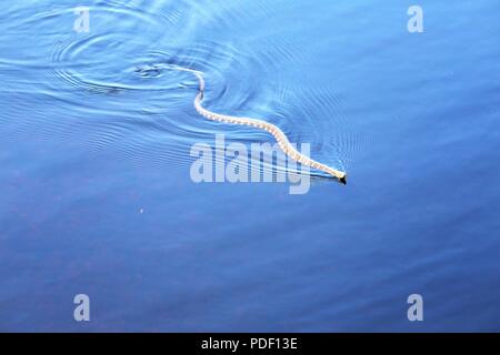 Un comune watersnake è mostrato il nuoto nel nord lago Flowage su maggio 15, 2018 a Fort McCoy, Wis. diverse specie di serpenti si trovano sull'installazione. Gestione della fauna selvatica a Fort McCoy è completata dalla Direzione dei Lavori Pubblici divisione ambientale delle risorse naturali filiale. Foto Stock
