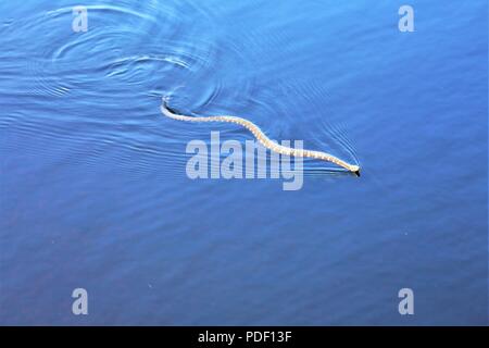 Un comune watersnake è mostrato il nuoto nel nord lago Flowage su maggio 15, 2018 a Fort McCoy, Wis. diverse specie di serpenti si trovano sull'installazione. Gestione della fauna selvatica a Fort McCoy è completata dalla Direzione dei Lavori Pubblici divisione ambientale delle risorse naturali filiale. Foto Stock