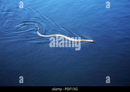Un comune watersnake è mostrato il nuoto nel nord lago Flowage su maggio 15, 2018 a Fort McCoy, Wis. diverse specie di serpenti si trovano sull'installazione. Gestione della fauna selvatica a Fort McCoy è completata dalla Direzione dei Lavori Pubblici divisione ambientale delle risorse naturali filiale. Foto Stock