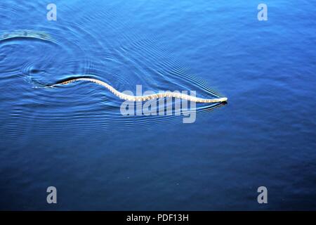 Un comune watersnake è mostrato il nuoto nel nord lago Flowage su maggio 15, 2018 a Fort McCoy, Wis. diverse specie di serpenti si trovano sull'installazione. Gestione della fauna selvatica a Fort McCoy è completata dalla Direzione dei Lavori Pubblici divisione ambientale delle risorse naturali filiale. Foto Stock