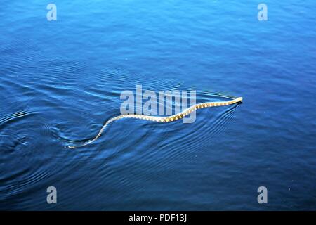 Un comune watersnake è mostrato il nuoto nel nord lago Flowage su maggio 15, 2018 a Fort McCoy, Wis. diverse specie di serpenti si trovano sull'installazione. Gestione della fauna selvatica a Fort McCoy è completata dalla Direzione dei Lavori Pubblici divisione ambientale delle risorse naturali filiale. Foto Stock