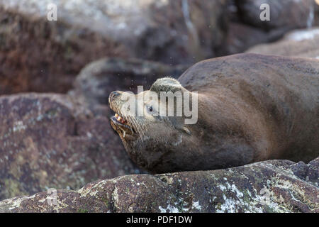 Molto vecchia California sea lion bull, Zalophus californianus, Isla San Pedro Martir, Baja California, Messico. Foto Stock