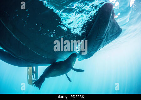 Giocoso California Sea Lion, Zalophus californianus, sotto lo zodiaco a Los Islotes, BCS, Messico. Foto Stock