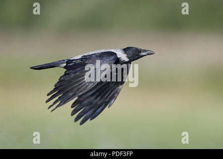 Cornacchia mantellata in volo con la vegetazione in background Foto Stock