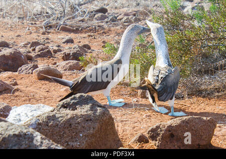 Adulto blue footed boobies impegnarsi nel comportamento di accoppiamento nelle isole Galapagos, Ecuador Foto Stock