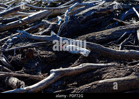 Inquinamento di plastica in driftwood, illustrante l'enorme problema ambientale è in plastica provocando nei nostri oceani e sulle nostre coste del mare. Foto Stock