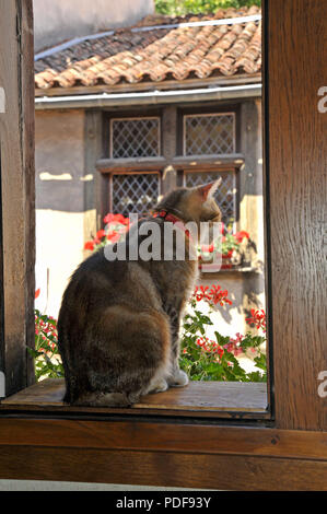 Gatto in finestra Foto Stock