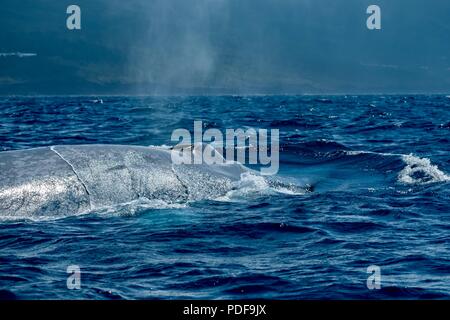 La balenottera azzurra affiorante vicino a Pico Azzorre Foto Stock