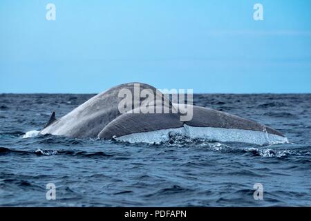 Una grande balena blu che mostra la sua coda passera nera come immersioni Foto Stock