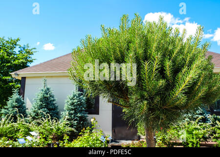 La progettazione paesaggistica. Boccole, rocce Dwarf abete rosso fiori Fern Foto Stock