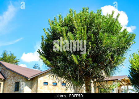 La progettazione paesaggistica. Boccole, rocce Dwarf abete rosso fiori Fern Foto Stock