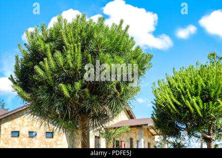 La progettazione paesaggistica. Boccole, rocce Dwarf abete rosso fiori Fern Foto Stock