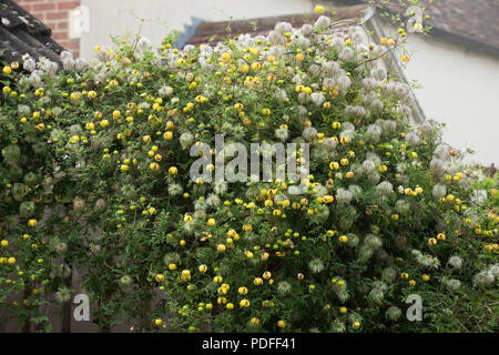 Golden clematis, Clematis tangutica, la fioritura e la semina su un giardino di gate e una siepe di conifere, Berkshire, Settembre Foto Stock