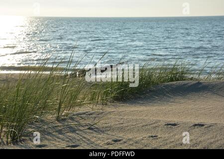 Spiaggia di sabbia con erbe palustri e fasi di legno sul Mare del Nord al tramonto Foto Stock